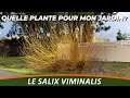 Le saule des vanniers ou salix viminalis  quelle plante pour mon jardin 