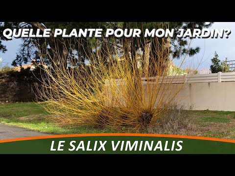 Vidéo: Saule nain : qu'est-ce qui le caractérise et où pousse-t-il ?