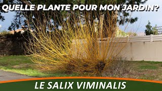 LE SAULE DES VANNIERS ou SALIX VIMINALIS - Quelle Plante Pour Mon Jardin ?