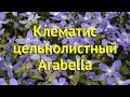 Клематис Арабелла. Краткий обзор, описание характеристик clematis integrifolia arabella Arabella
