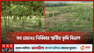 ৫ বছর মেয়াদী প্রকল্প শেষ এক বছরেই! | Chuadanga | Agriculture Department | Somoy Business