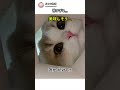 猫は可愛い、でも魚には…