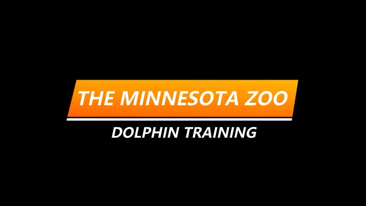 The Minnesota Zoo Dolphin Training 🐬 YouTube