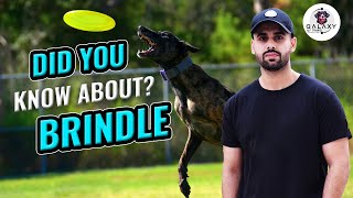 Did You Know? About Treeing Tennessee Brindle Dog || Explained In 2 Minutes
