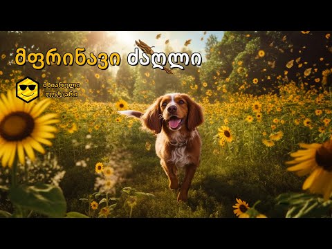 მფრინავი ძაღლი და მეცნიერული გარღვევა