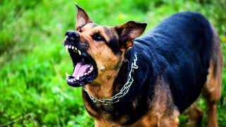 Рычание злой собаки - 3D звук