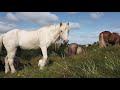 Horses Of Iceland