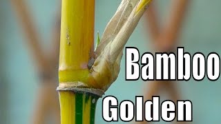 How to Grow Golden Bamboo | How to Propagate Bamboo Shoots | Evergreen Plant (Urdu/hindi)