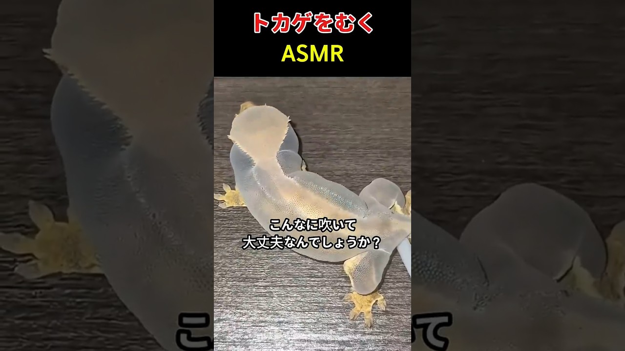 トカゲをむく ASMR