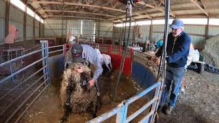 Sheep Shearing | Learn how to shear a sheep at Rankin Farms alongside our farm interns!