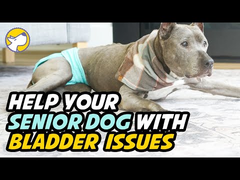Video: 3 Tambahan Suplemen Penjagaan Vet Untuk Anjing Senior