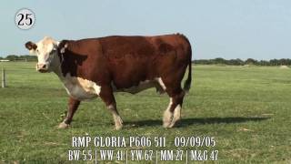 LOT 25 :: RMP GLORIA P606 511