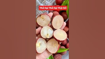 Vải Không Hạt  khách trồng 1 năm đã cho quả bói ☎️092.391.6866 #nhavuonngoclam #cayvaikhonghat