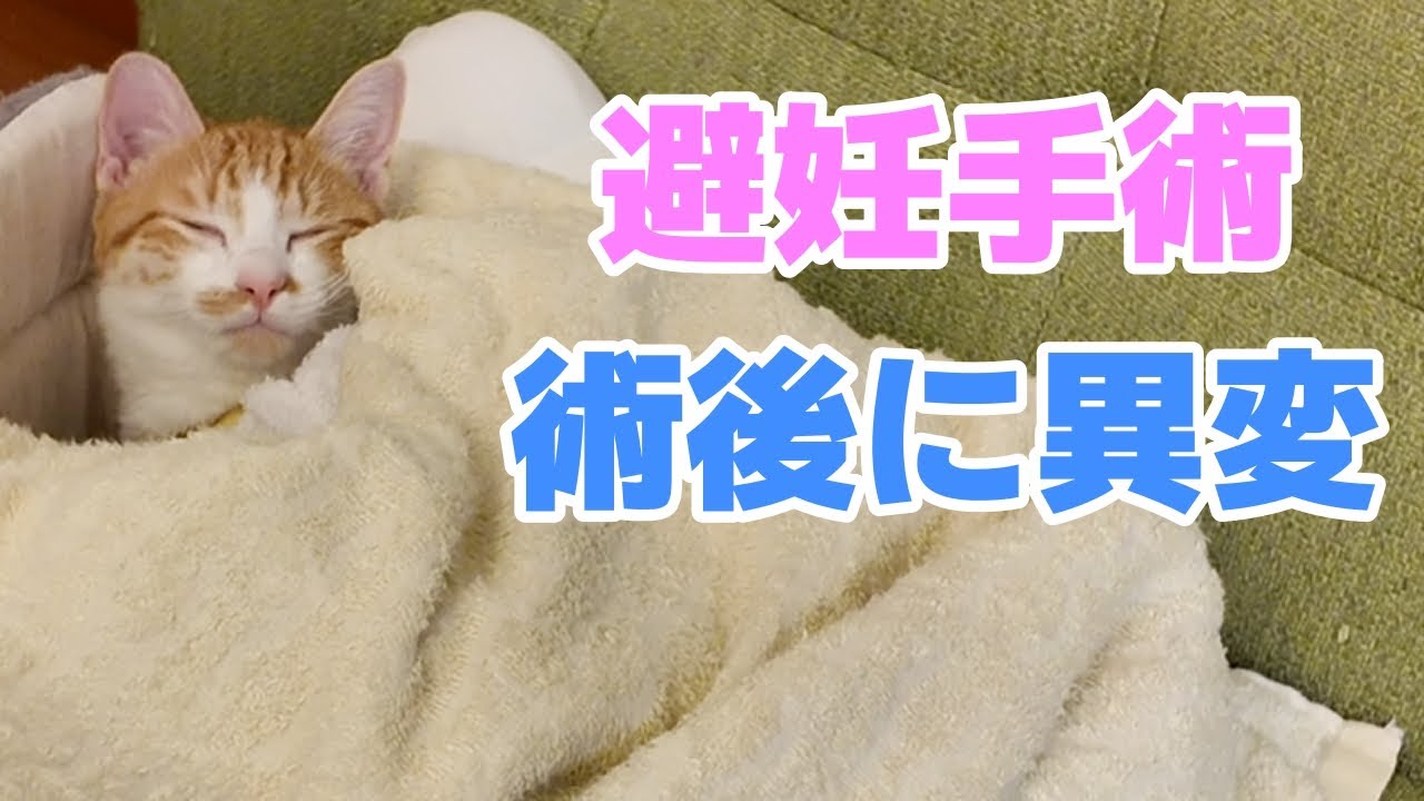 【猫】避妊手術のあと、少しずつ元気がなくなっていった