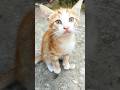 #cats #kediler #kedi #cat #shorts #viralvideo #animals