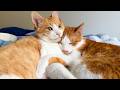 子猫たちの相手に疲れたチップが先輩猫に癒してもらっていました。