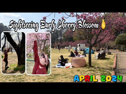 Sightseeing Cherry Blossom (Akebonoyama Park , Chiba)