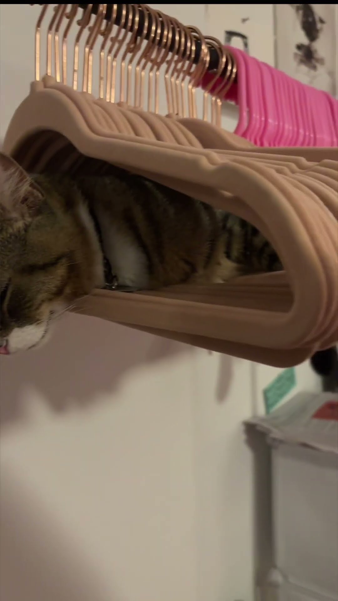 Cat Makes Comfy Coat Hanger Hammock || ViralHog