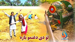 Wheat season in Afghanistan | Khost Ali Sher | Afghanistan Mirror