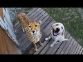 Lorsque votre animal de compagnie ramène un ami à la maison thumbnail