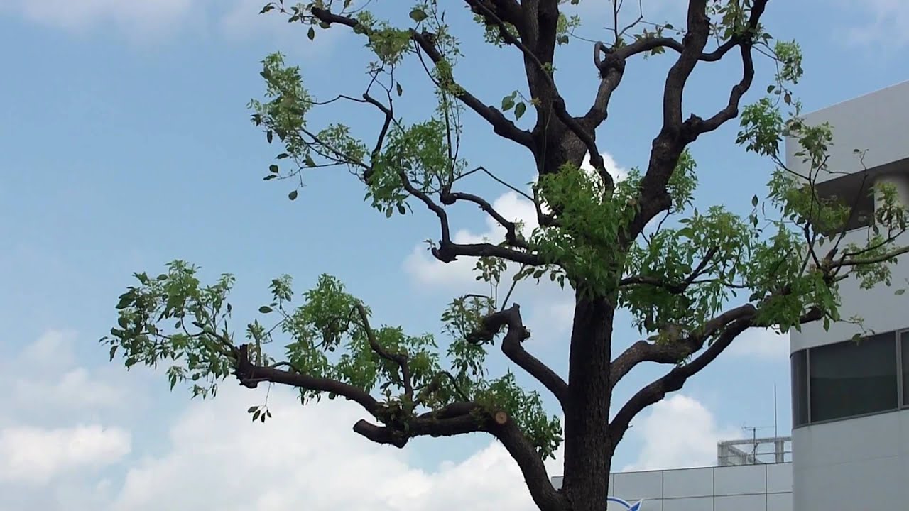 VoltaicHD for Mac｜AVCHDネイティブ編集のテスト（どうやら失敗）