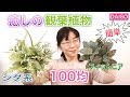 【100均造花】