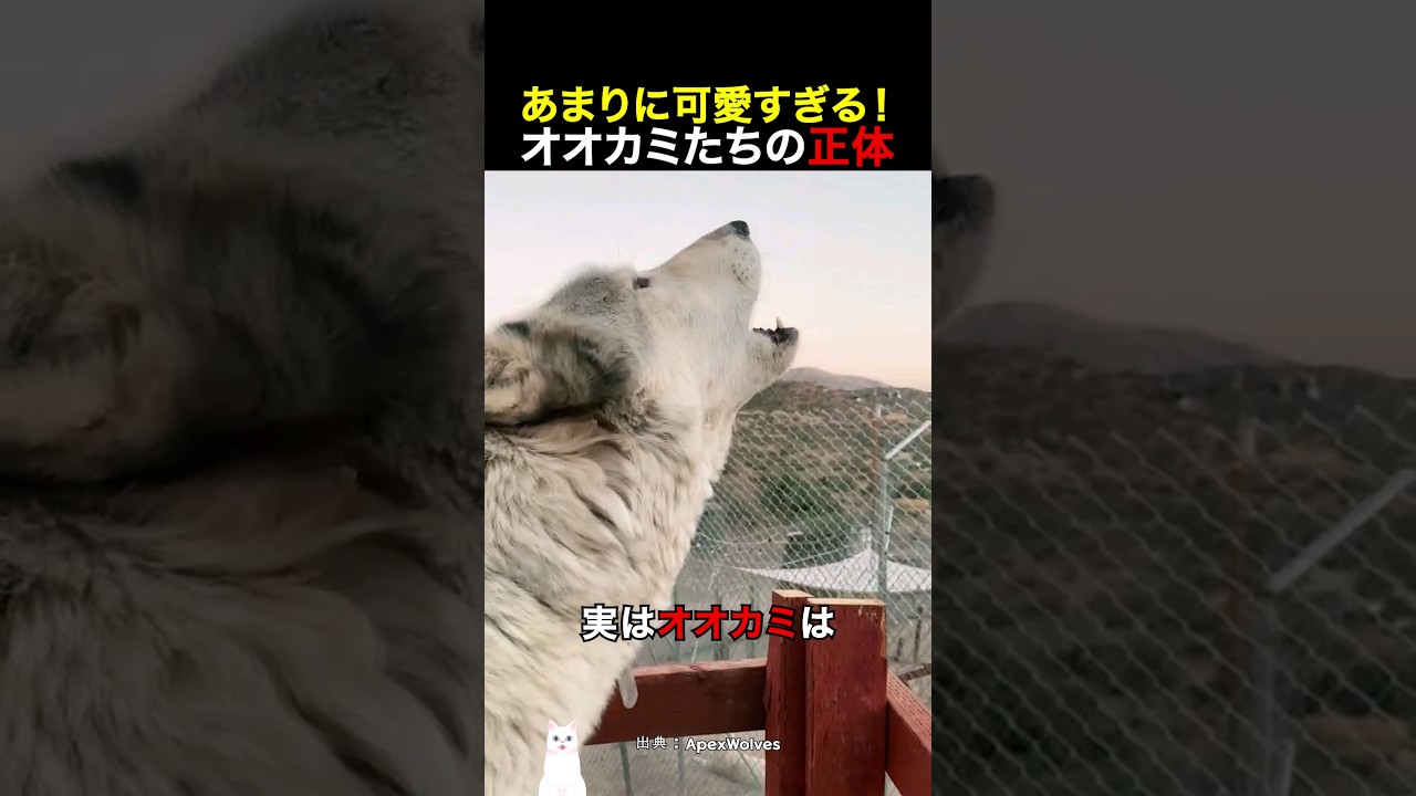 あまりに可愛すぎる！オオカミたちの正体