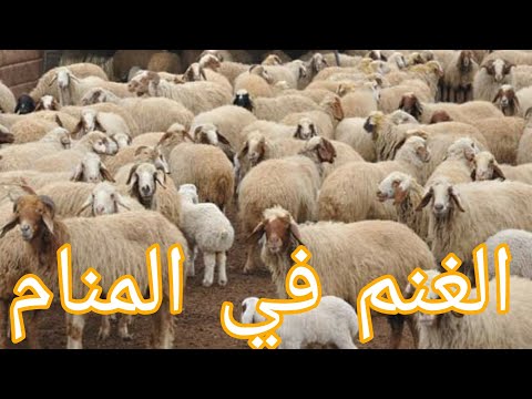 الغنم في المنام معناها امتلاكها اكل لحومها ومتى لا تعتبر الغنم فال خير الغنم في المنام معناها امتلاكها اكل لحومها ومتى لا تعتبر الغنم فال خير