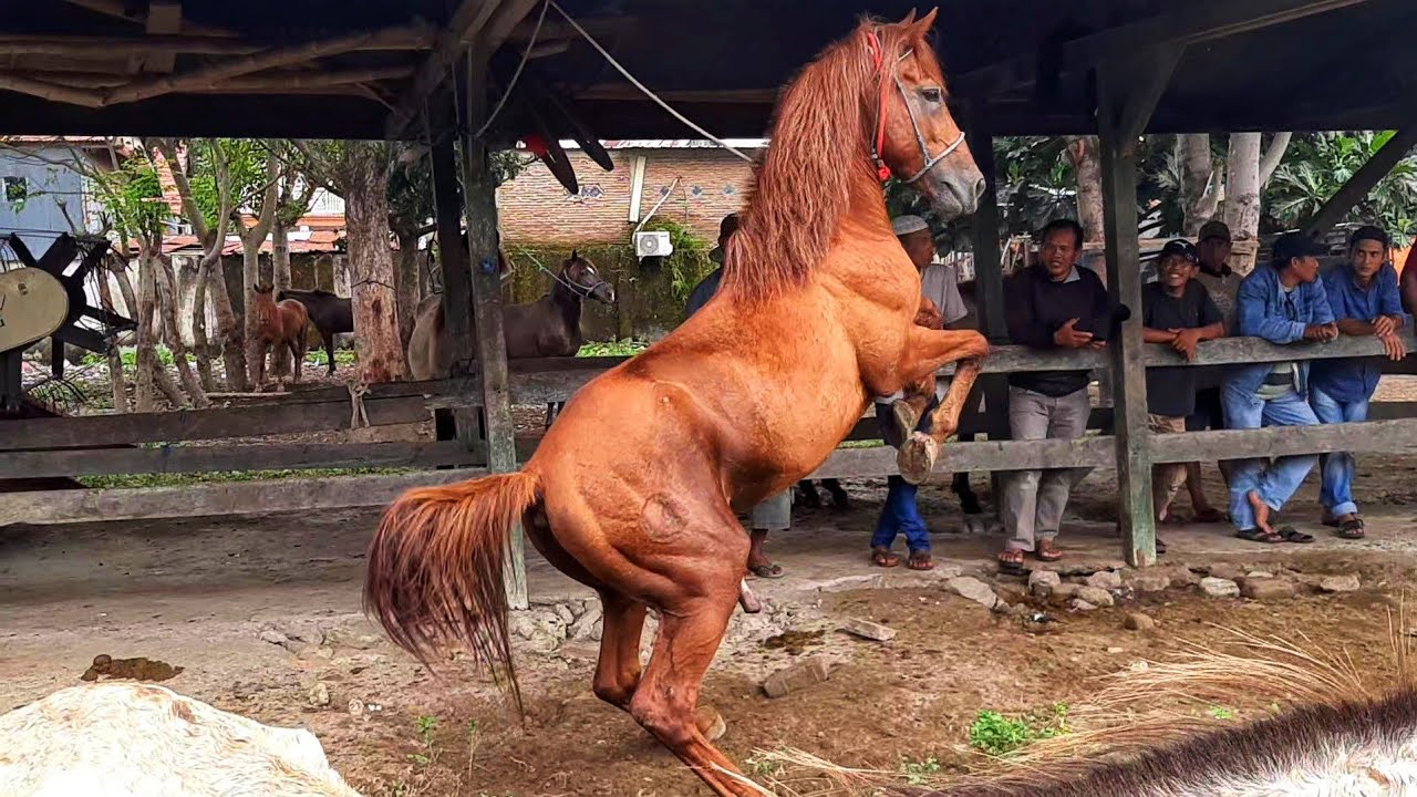 REVIEW THE TALL AND BIG WILD HORSE THAT SHOCKED THE JENEPONTO HORSE MARKET