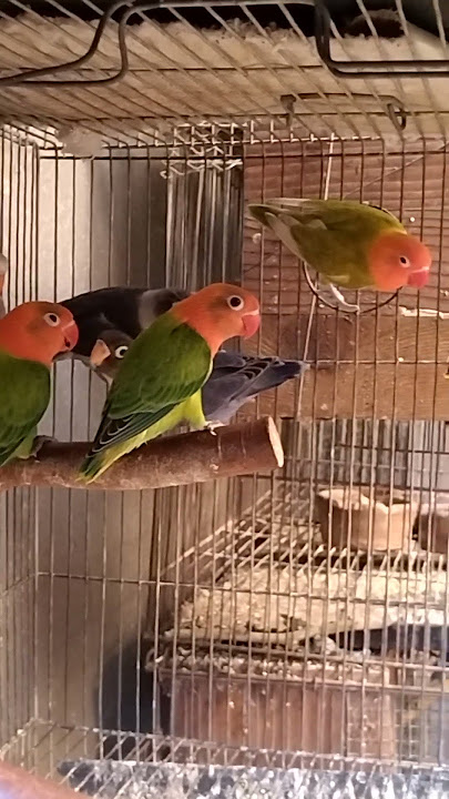 Young #lovebirds #birds #birdsavairy #parrot #birdslovers #africanlovebirds #pets #animals #aviary