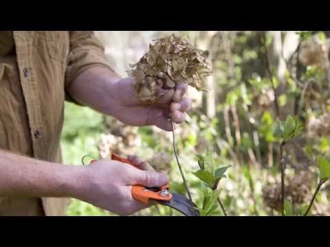 Video: Řezání popínavé hortenzie: Kdy prořezávat popínavou hortenzii
