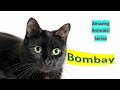 Bombay Cat | Amazing Animals | Pet Cats の動画、YouTube動画。