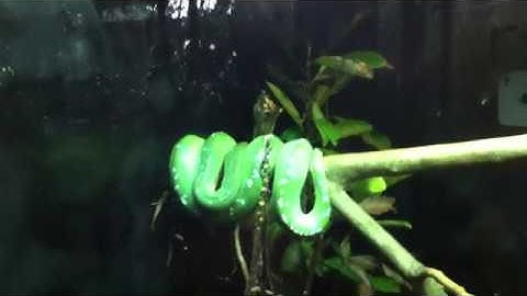 The green tree Python _1196