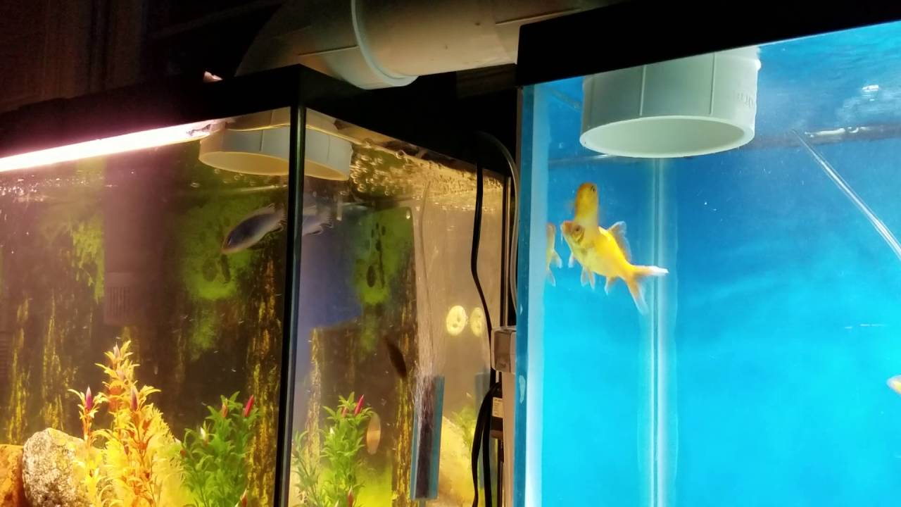 Cichlids using a aquarium bridge YouTube