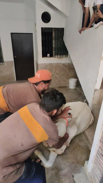 Professional Qasai | Qurbani 2k25 | Eid-Al-Adha
