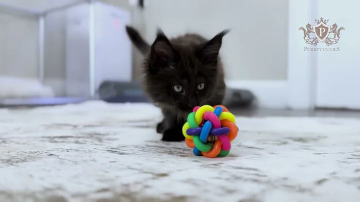 Video 10267871: maine coon kitten, cfa, exotic