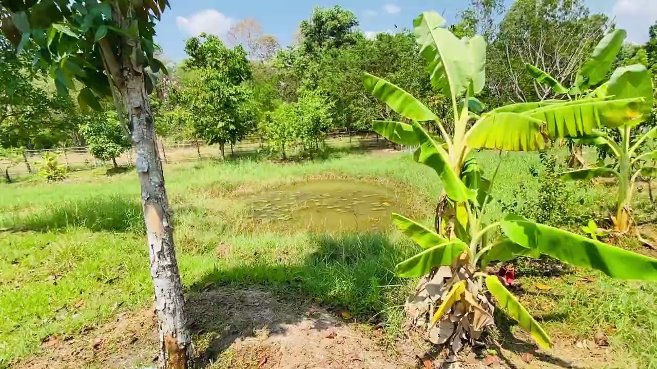 8Mar2569 สวน2ไร่ 