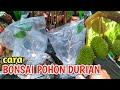 MUDAH DI TIRU ! Proses Membuat Bibit Durian Dari Biji Agar Berbuah Pendek