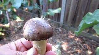 Thanks for watching! please remember to rate, comment & subscribe.
cheers!