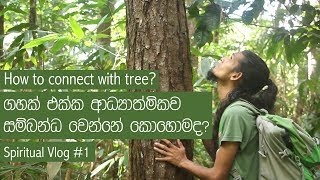 How To Connect With Tree Spiritual Vlog