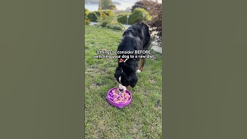 Have any questions about switching your dog to a raw diet? #doghealth #dogdiet #dognutrition #dogs