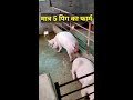 Small Pig Farm ll #Pigfarming Mp3 Song