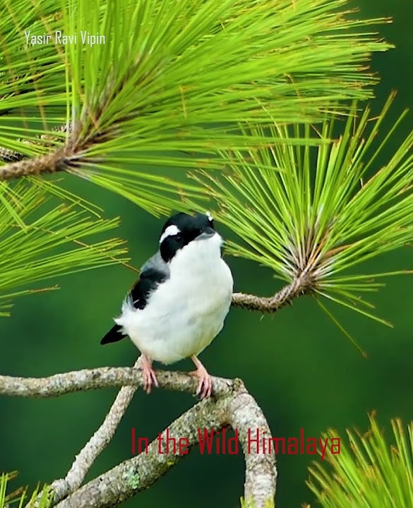 White Browed Shrike Babbler Calling | Wildlife of Himalaya