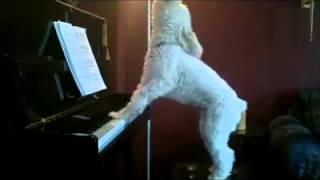 Poodle Playing Piano and Singing