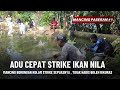mancing borongan kolam ikan nila puas banget strikenya  #mancingborongan