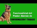 Pastor Alemán de Conformación y Trabajo Coto de Lobos