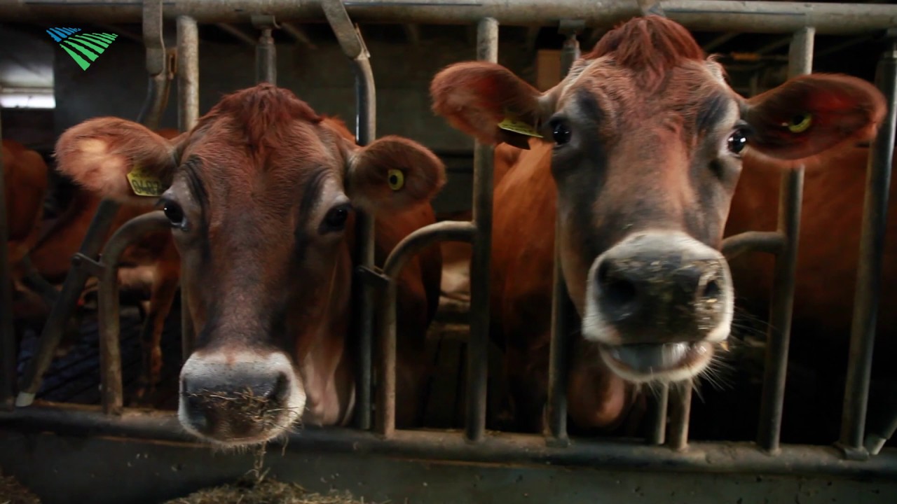 Holland Jersey, melk van een andere koe YouTube