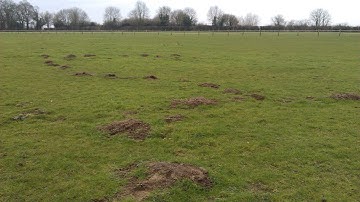 First time setting my Dufus mole traps