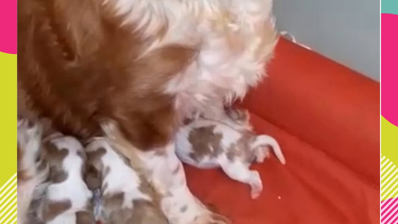 King Charles Cavalier - YouTube