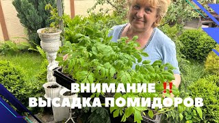 Помидоры ‼️Высадка в открытый грунт